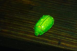 Little green bug