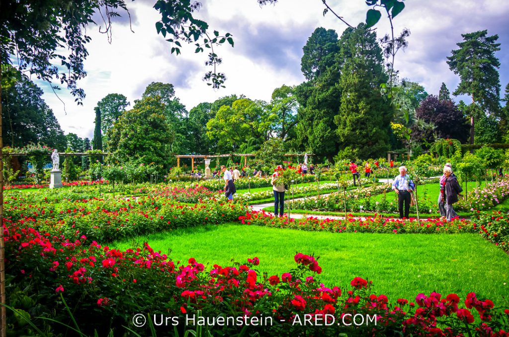 Rose garden on the Flower Island of Mainau in Lake Constance
