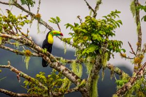 Keel-billed toucans
