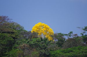 Handroanthus chrysanthus - Guayacan