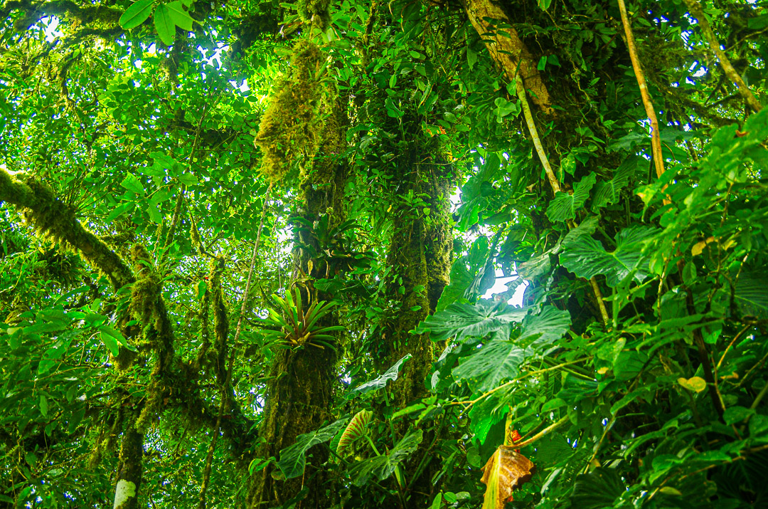 Jungle trees biodiversity